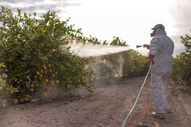 Trusted New London, TX Pest Control Experts