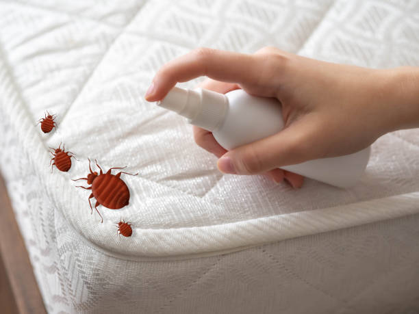 Best Mosquito Control Services  in New London, TX